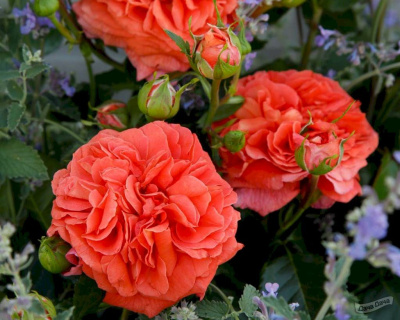 Роза Флорибунда "Orangerie" (Оранжери)