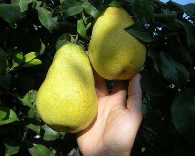Груша колоновидная "Медовая"