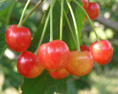 Черешня "Северная"