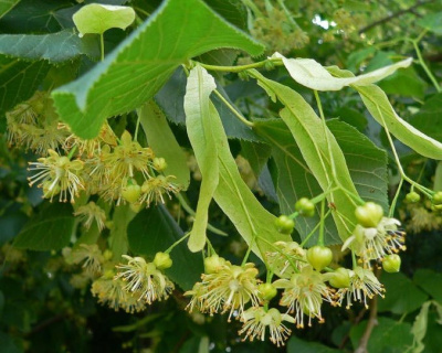 Липа крупнолистная