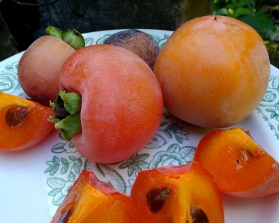 Хурма "Россиянка"