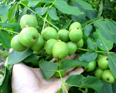 Грецкий орех "Идеал"