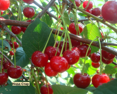 Вишня мультипрививка "Гриот Белорусский-Норд Стар"
