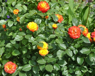 Роза Флорибунда «Rumba» (Румба)