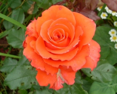 Роза Чайно-Гибридная "Corvette" (Корвет)