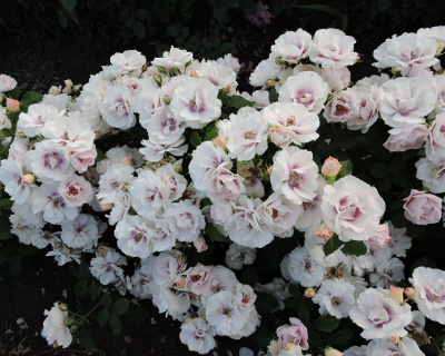 Роза Флорибунда "Eyes for You" (Айс Фо Ю)