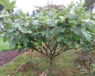 Инжир "Сабруция"