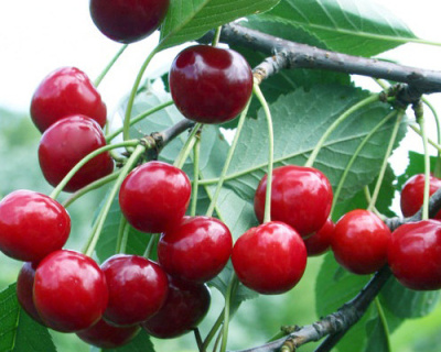 Вишня "Прима"
