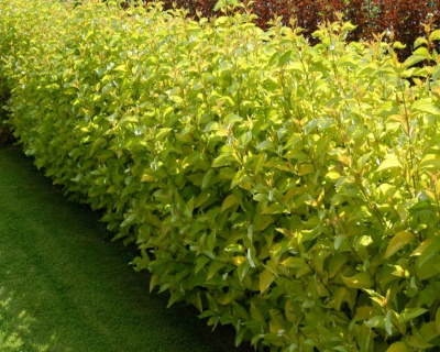 Дерен белый "Ауреа" (Aurea)