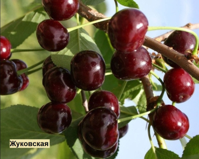 Вишня мультипрививка "Шоколадница-Жуковская"