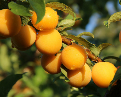 Алыча "Лодва"