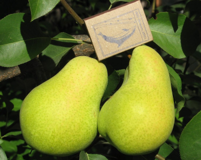 Груша колоновидная "Сладкая красавица"