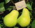 Груша колоновидная "Сладкая красавица"