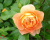 Роза Чайно-Гибридная "Whisky" (Виски)