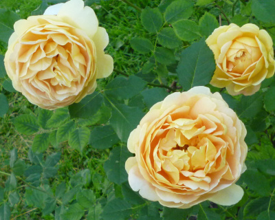 Роза Пионовидная «Graham Thomas» (Грехам Томас)