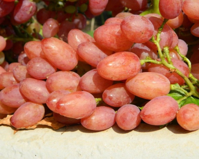 Виноград "КишМиш Лучистый"