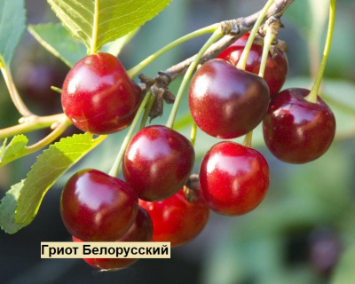Вишня мультипрививка "Гриот Белорусский-Норд Стар"