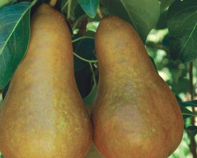 Груша колоновидная "Москвичка"