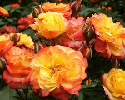 Роза Флорибунда «Rumba» (Румба)