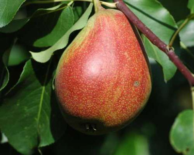 Груша "Аллегро"