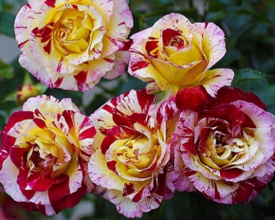 Роза Флорибунда "Camille Pissarro" (Камиль Писсарро)