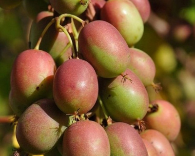 Актинидия Аргута «Ананасная» (женская)