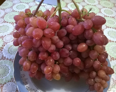 Виноград "КишМиш Велес"