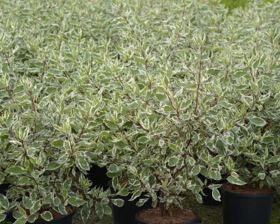 Дерен белый "Элегантиссима" (Еlegantissima)