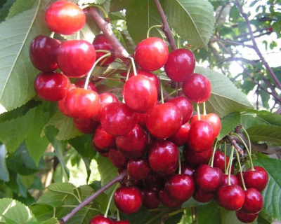 Вишня колоновидная "Малютка"