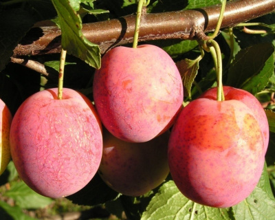 Слива "Королева Виктория"