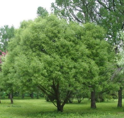 Ива «Булата»