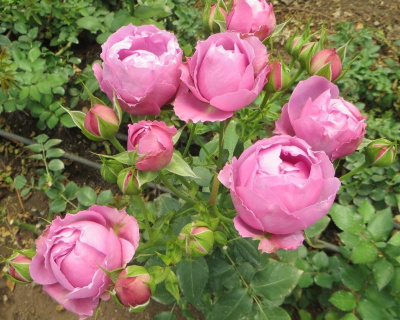 Пионовидная роза «Misty Bubbles» (Мисти Баблс)