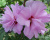 Гибискус «Арденс» (Ardens)