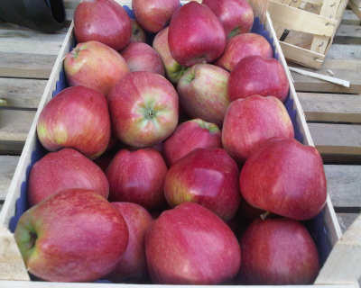 Яблоня "Ред Чиф"