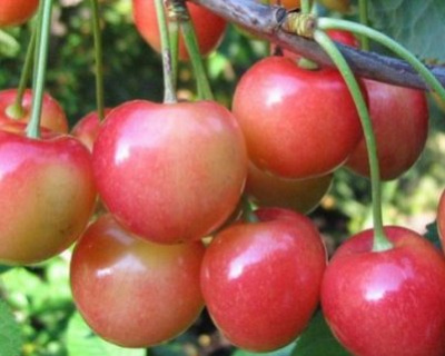 Черешня "Розовый жемчуг"