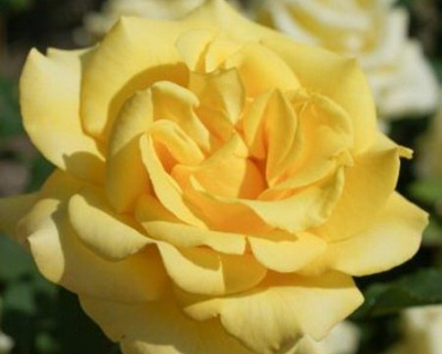 Роза Чайно-Гибридная "Malta" (Мальта)