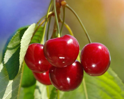 Вишня колоновидная "Малютка"