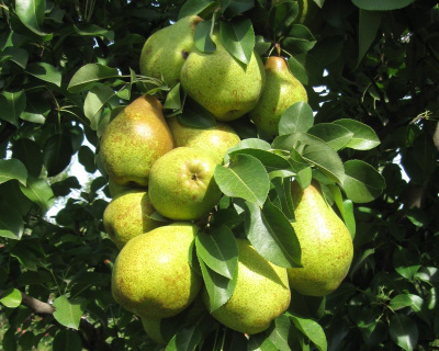Груша колоновидная "Декора"