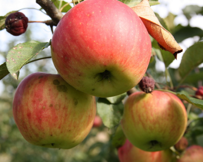 Яблоня "Ауксис"