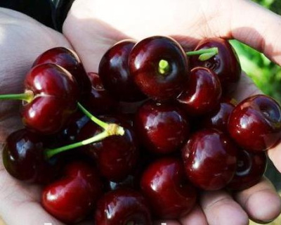 Черешня "Валерий Чкалов"