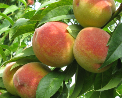 Персик "Киевский ранний"
