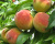 Персик "Киевский ранний"