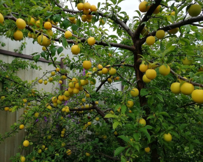 Алыча "Злато Скифов"