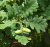 Дуб черешчатый Пендула (Quercus robur Pendula) 