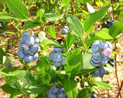 Голубика "Блюголд (Bluegold)"