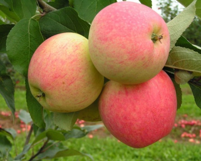 Яблоня "Успенское"