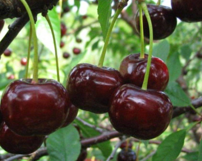 Вишня "Новелла"