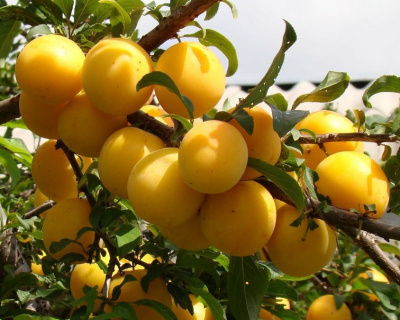 Алыча "Злато Скифов"