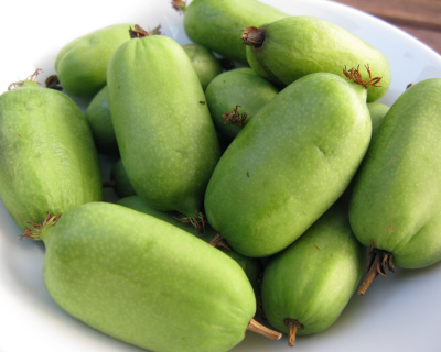 Актинидия Аргута "Джамбо" (женская)