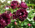 Роза Флорибунда "Burgundy Ice" (Бургунди Айс)